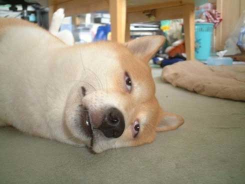 史上最高の暑さ 犬 無気力な犬 元ネタ 飼い主 さいたま コラ 柴犬