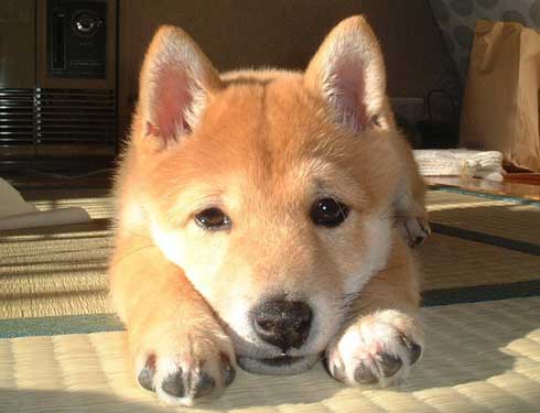 史上最高の暑さ 犬 無気力な犬 元ネタ 飼い主 さいたま コラ 柴犬