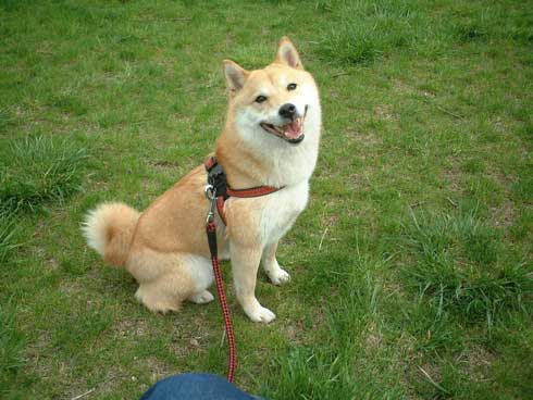 史上最高の暑さ 犬 無気力な犬 元ネタ 飼い主 さいたま コラ 柴犬