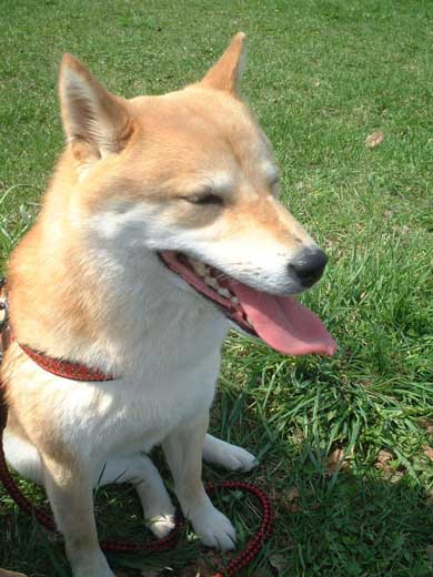 史上最高の暑さ 犬 無気力な犬 元ネタ 飼い主 さいたま コラ 柴犬