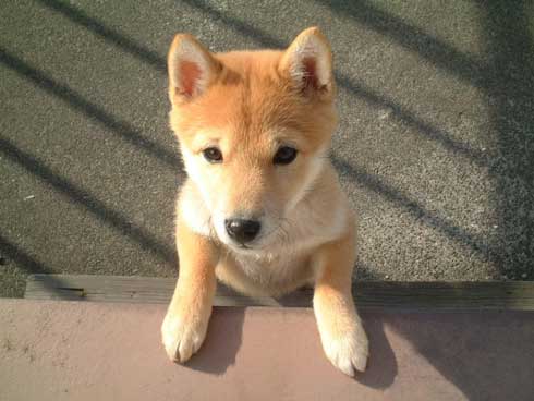 史上最高の暑さ 犬 無気力な犬 元ネタ 飼い主 さいたま コラ 柴犬