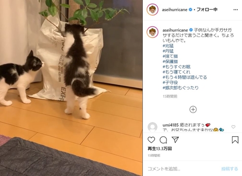 ミキ 亜生 猫 千太郎 保護猫 銀次郎 藤