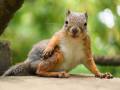リス「ちょっとだけよ！」　カメラを向けるとポーズをとる井の頭自然文化園のリスさんがかわいい