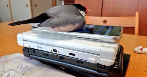 文鳥 モフ ゲーム機を守る