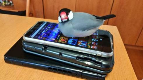 文鳥 モフ ゲーム機を守る