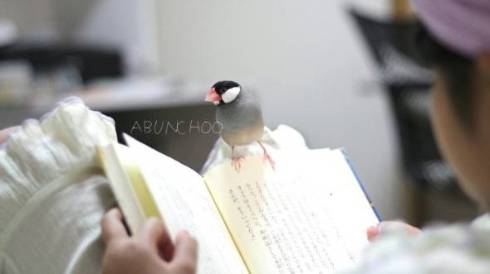 文鳥 モフ ゲーム機を守る