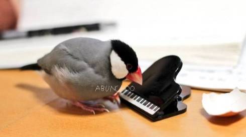 文鳥 モフ ゲーム機を守る