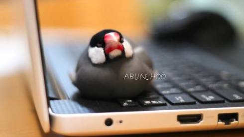 文鳥 モフ ゲーム機を守る