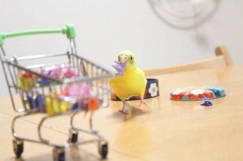 文鳥 モフ ゲーム機を守る