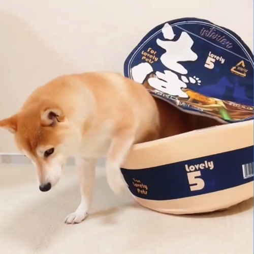 かわいさ満点の柴犬ワンコそば