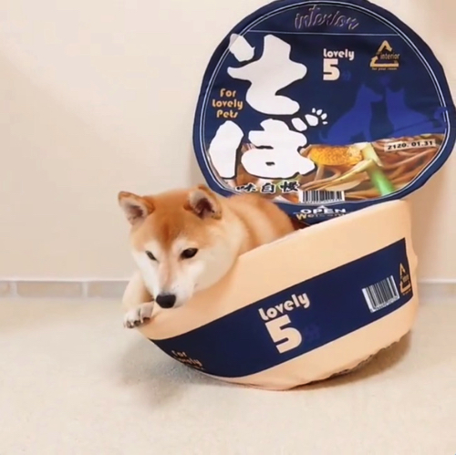 かわいさ満点の柴犬ワンコそば