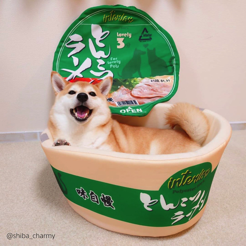 かわいさ満点の柴犬ワンコそば