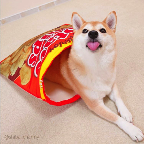 かわいさ満点の柴犬ワンコそば