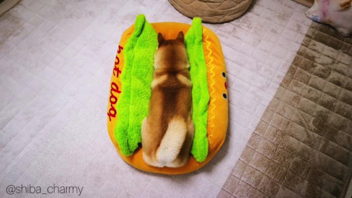 かわいさ満点の柴犬ワンコそば