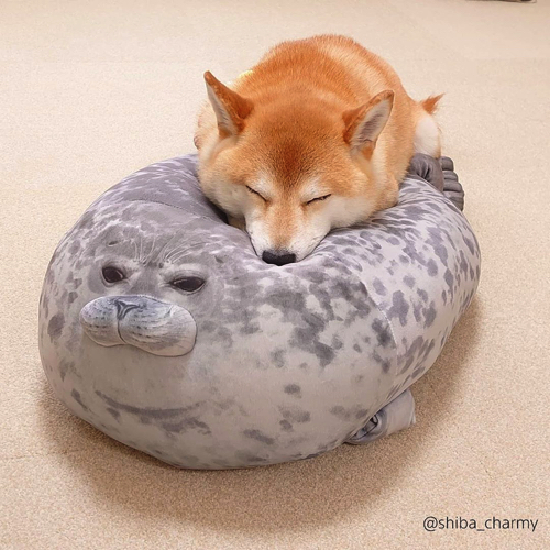 かわいさ満点の柴犬ワンコそば