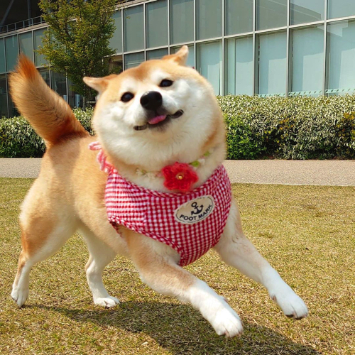 かわいさ満点の柴犬ワンコそば