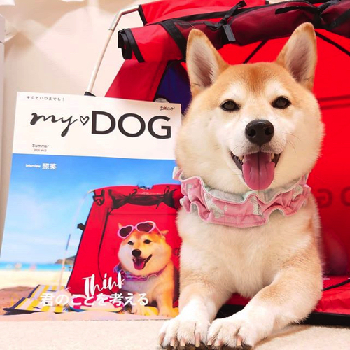 かわいさ満点の柴犬ワンコそば