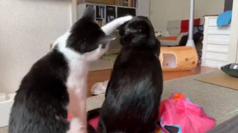 かける君 かんなちゃん 猫 理不尽