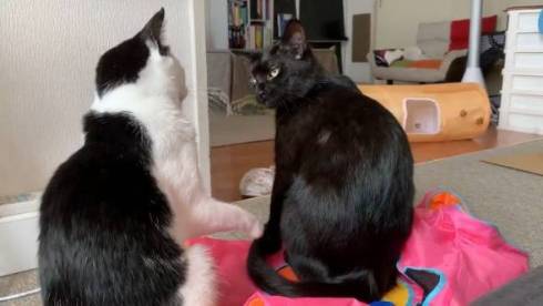 かける君 かんなちゃん 猫 理不尽