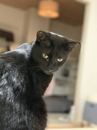 かける君 かんなちゃん 猫 理不尽