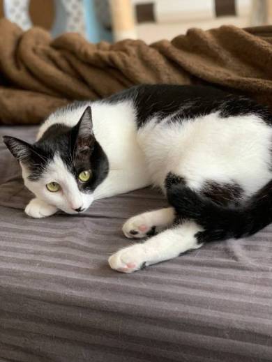 かける君 かんなちゃん 猫 理不尽