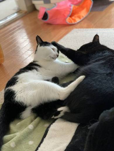 かける君 かんなちゃん 猫 理不尽