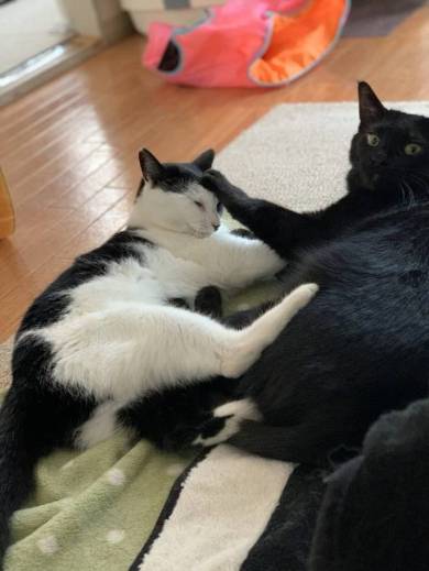 かける君 かんなちゃん 猫 理不尽