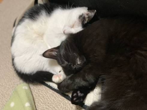 かける君 かんなちゃん 猫 理不尽