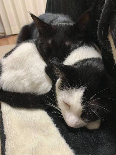 かける君 かんなちゃん 猫 理不尽