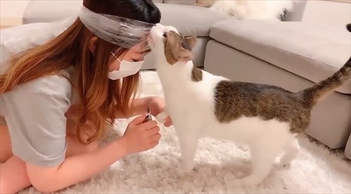 猫の爪切り