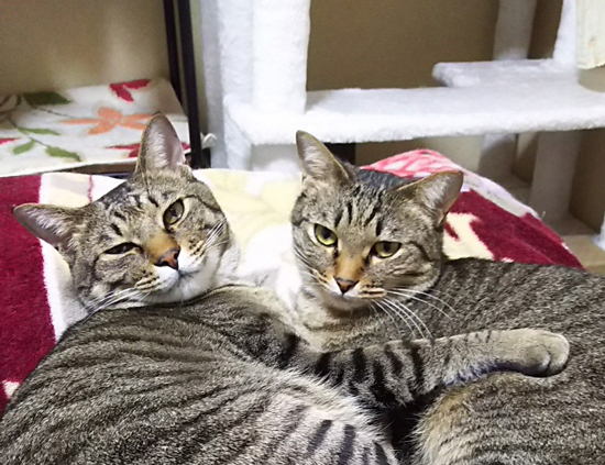 悪いお顔サトイモーズ