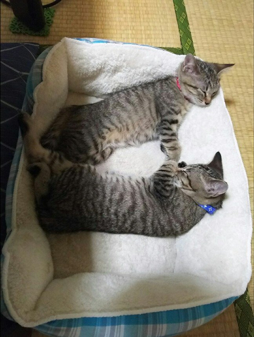 ちびサトイモーズ