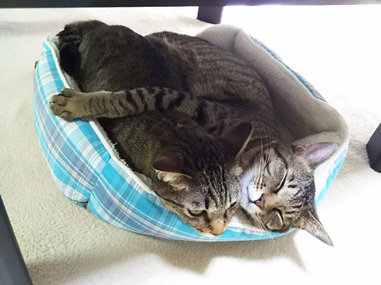 今サトイモーズ