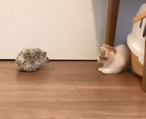 ハリネズミとネコ