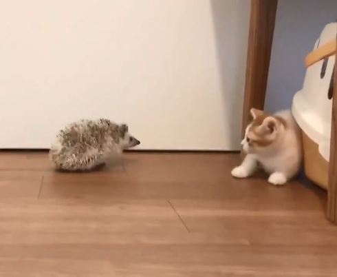 ハリネズミちゃんとネコちゃん