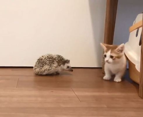 ハリネズミちゃんとネコちゃん