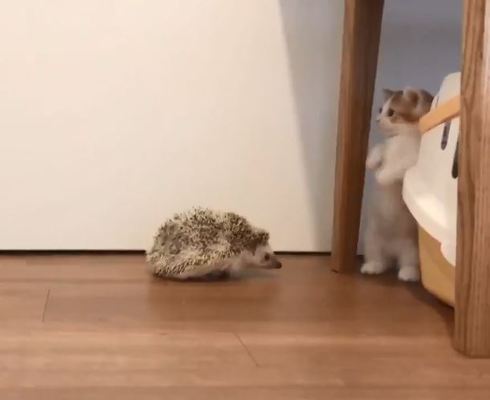 ハリネズミちゃんとネコちゃん