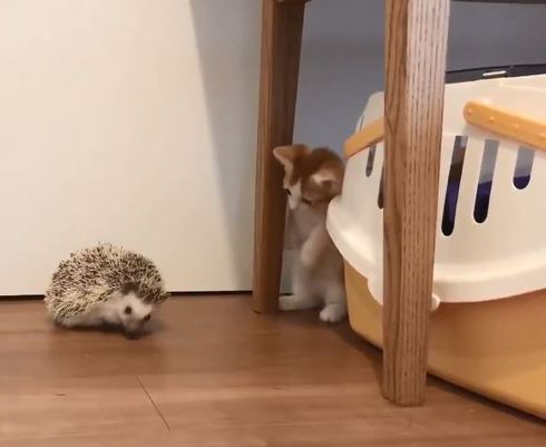 ハリネズミちゃんとネコちゃん