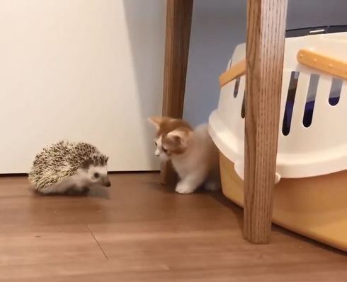 ハリネズミちゃんとネコちゃん