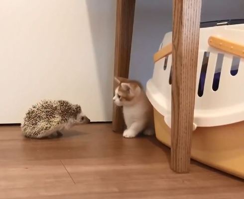 ハリネズミちゃんとネコちゃん