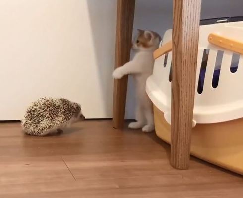 ハリネズミちゃんとネコちゃん