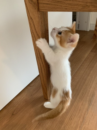 ハリネズミちゃんとネコちゃん