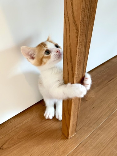 ハリネズミちゃんとネコちゃん