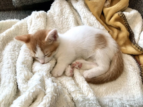 ハリネズミちゃんとネコちゃん