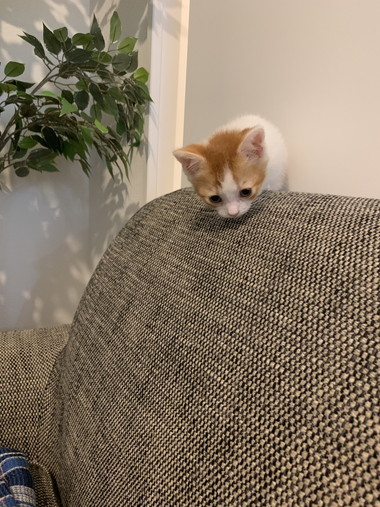 ハリネズミちゃんとネコちゃん