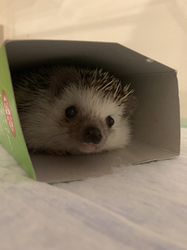 ハリネズミちゃんとネコちゃん