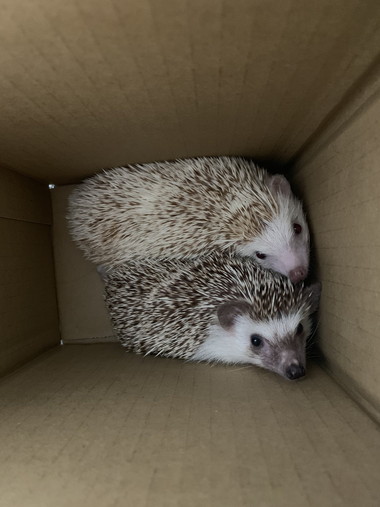 ハリネズミちゃんとネコちゃん