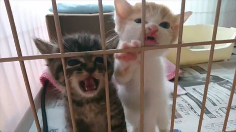 猫