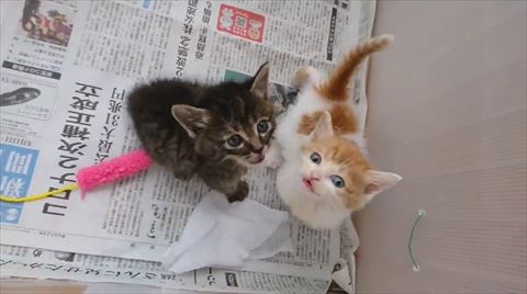猫