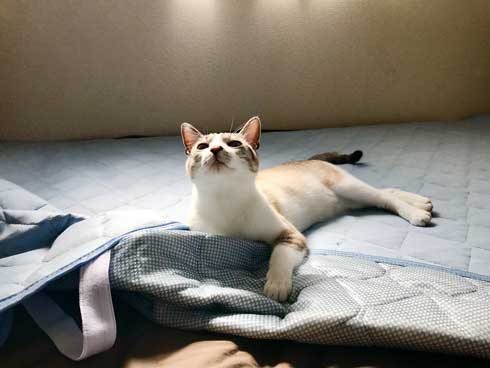 Nクールと猫